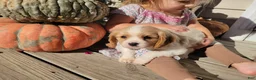 Cavalier King Charles Spaniel dogs for sale: Jay - Ad 1