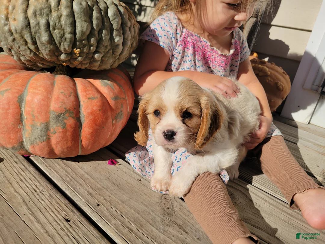 Cavalier King Charles Spaniel dogs for sale: Jay - Ad 1