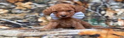 Cavapoo dogs for sale: Landon - Ad 8