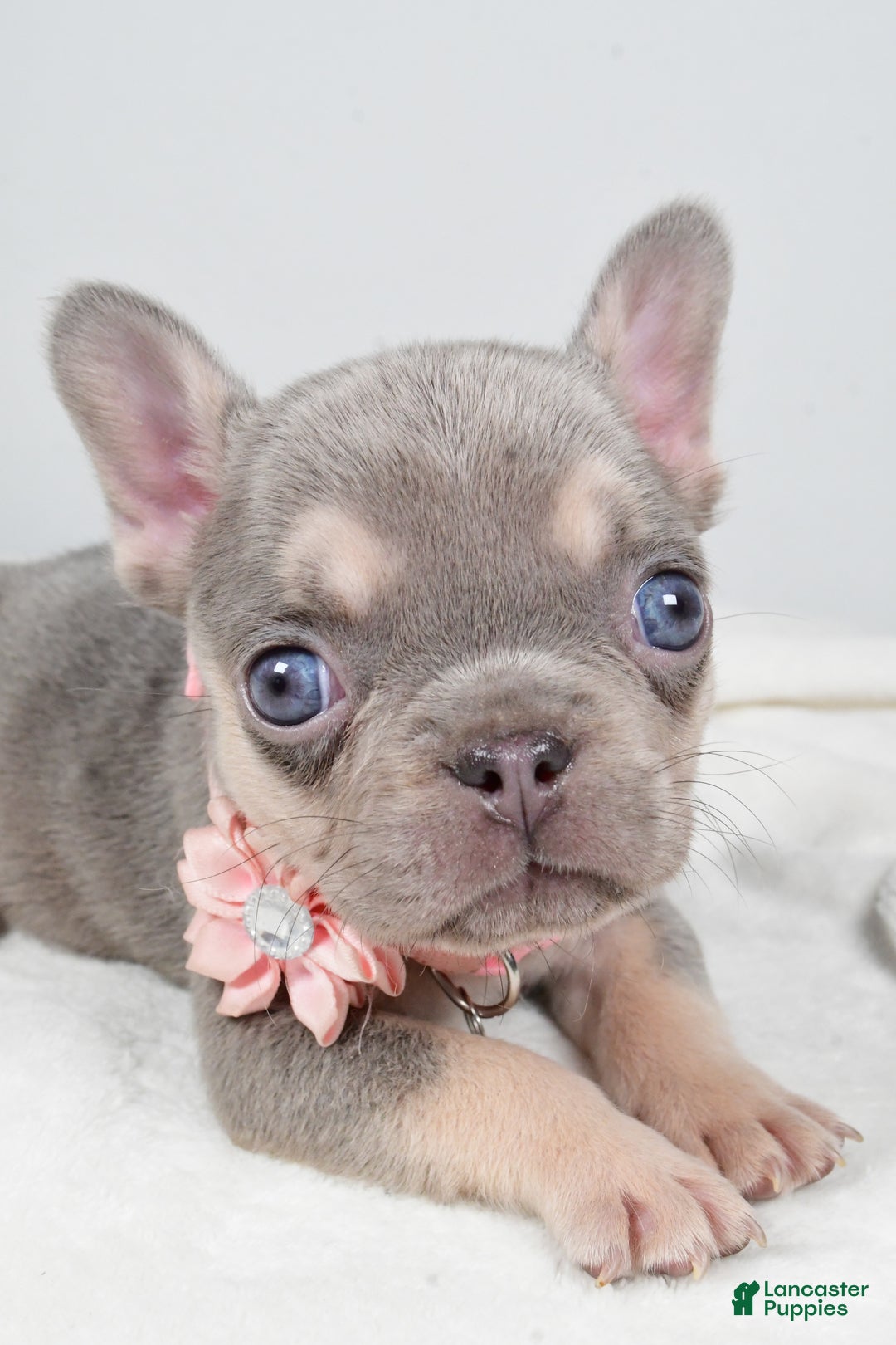 French Bulldog dogs for sale: Wendy - Ad 5