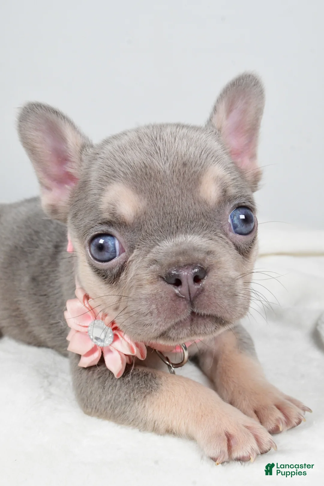 French Bulldog dogs for sale: Wendy - Ad 5