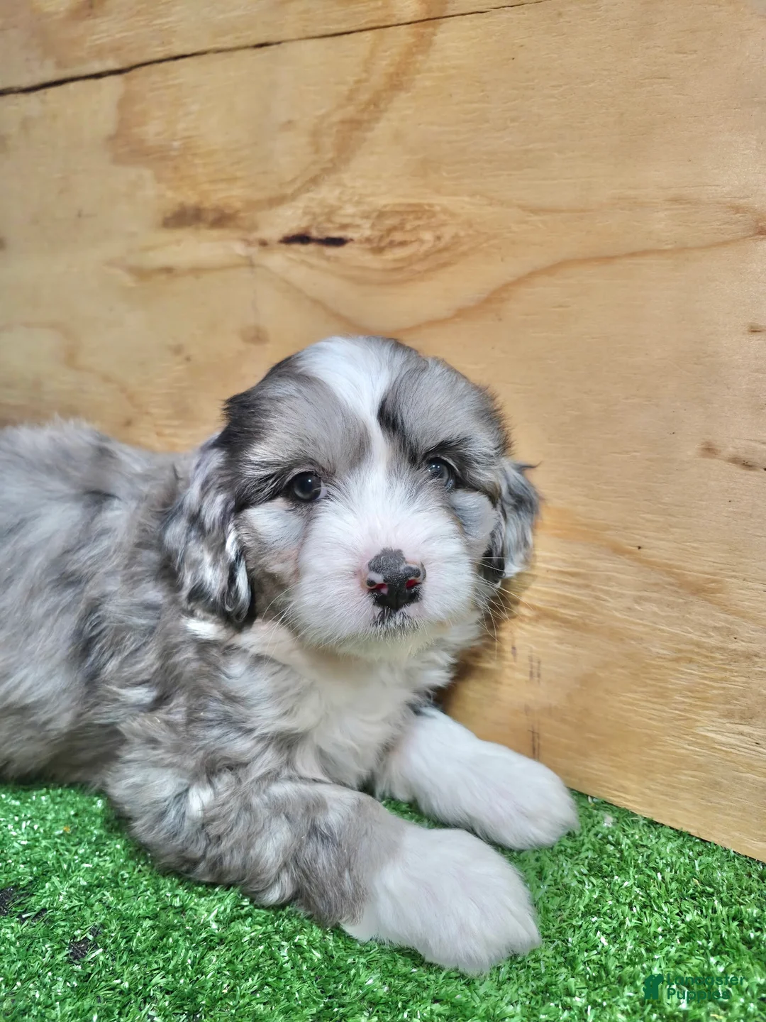 Mini Aussiedoodle dogs for sale: Mini Aussiedoodle Puppy 4 - Ad 1