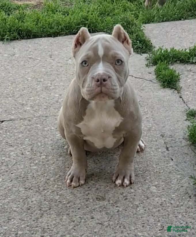 American Bully dogs for sale: Tootie - Ad 1