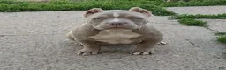 American Bully dogs for sale: Tootie - Ad 1