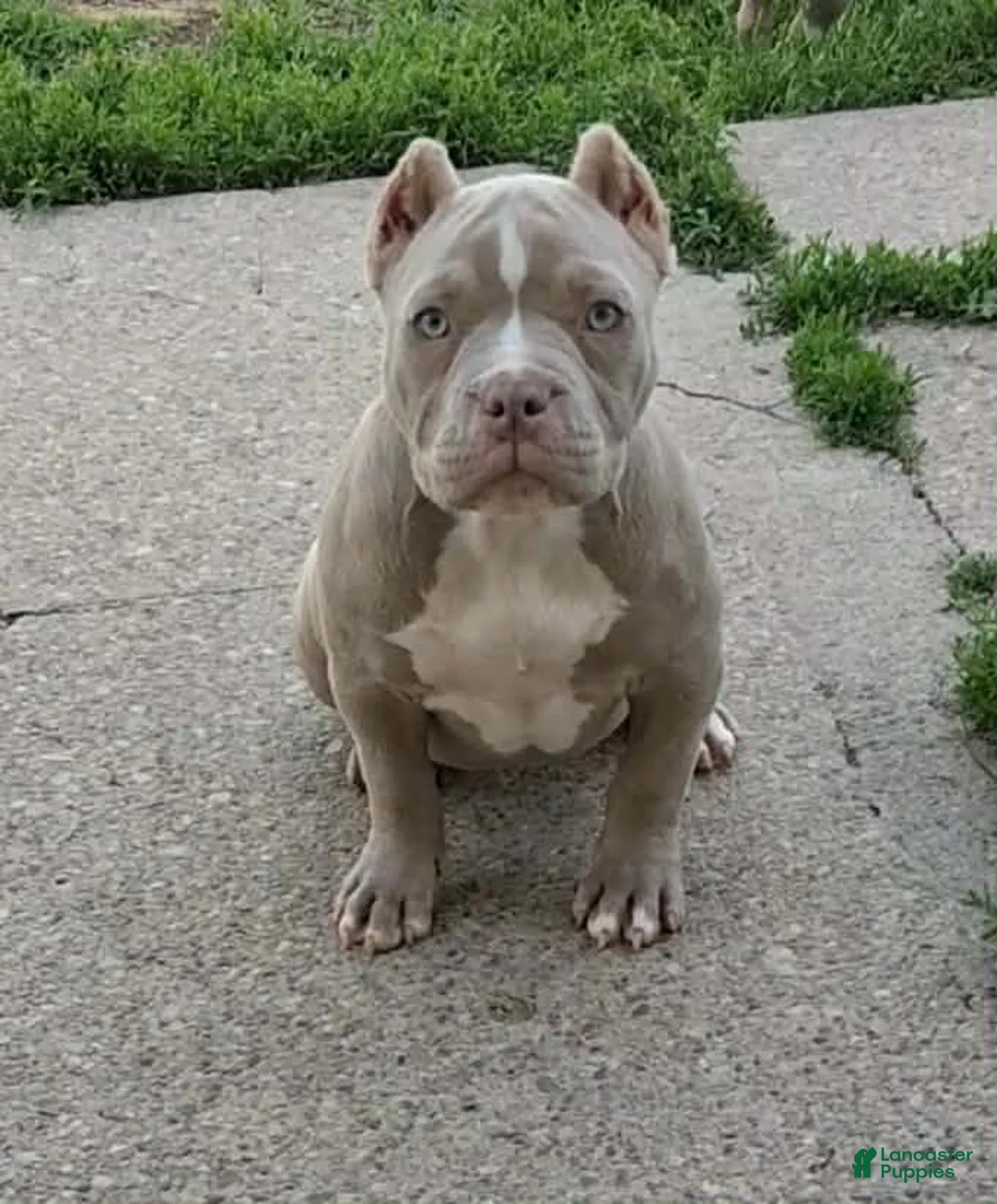 American Bully dogs for sale: Tootie - Ad 1