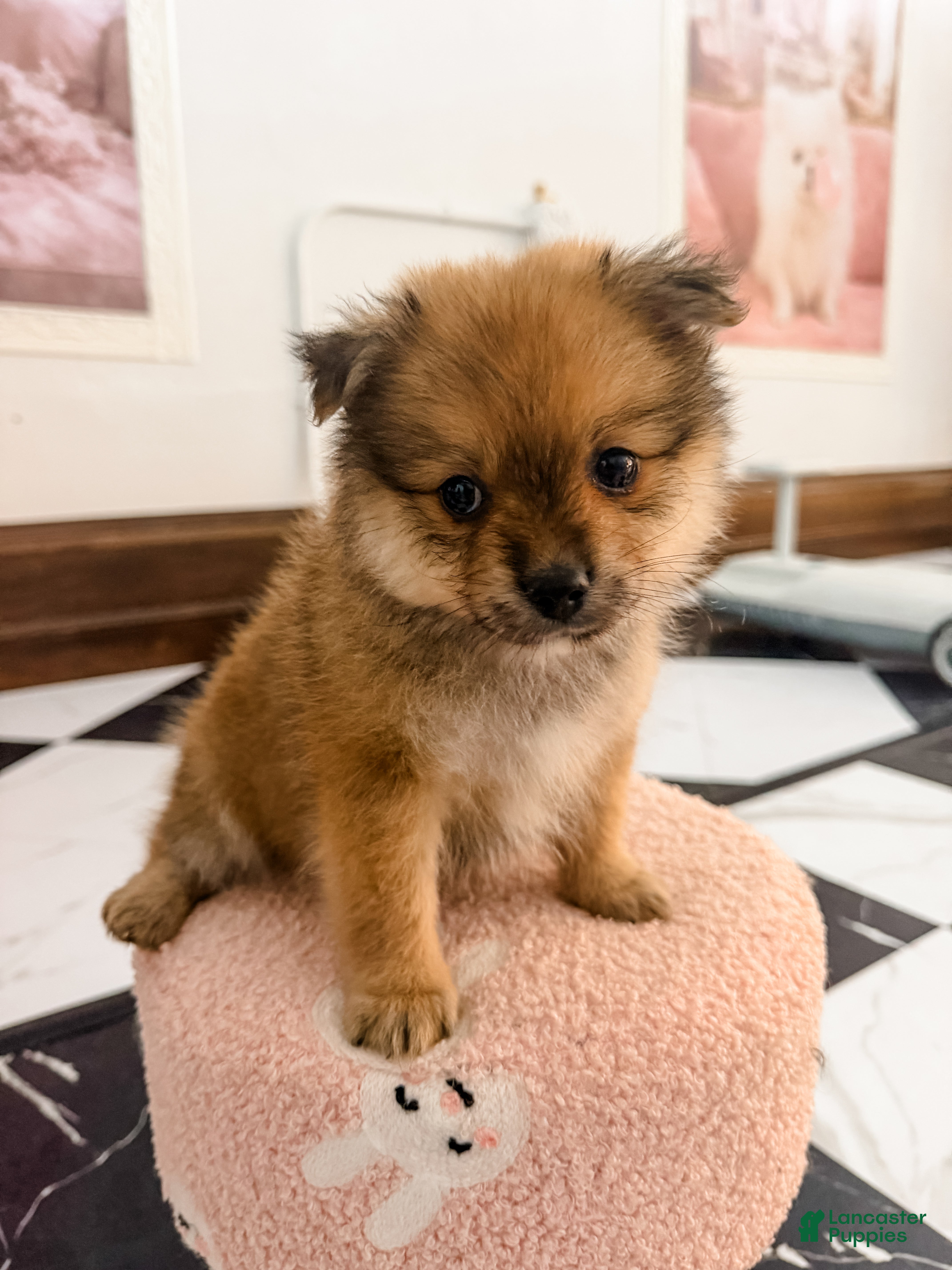Pomeranian dogs for sale: Ford - Ad 2