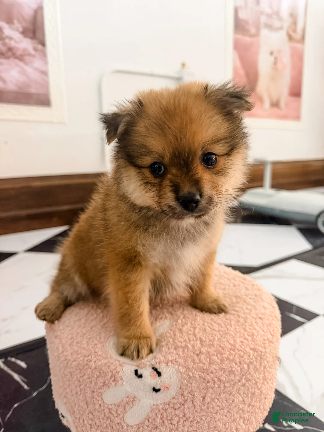 Pomeranian dogs for sale: Ford - Ad 1
