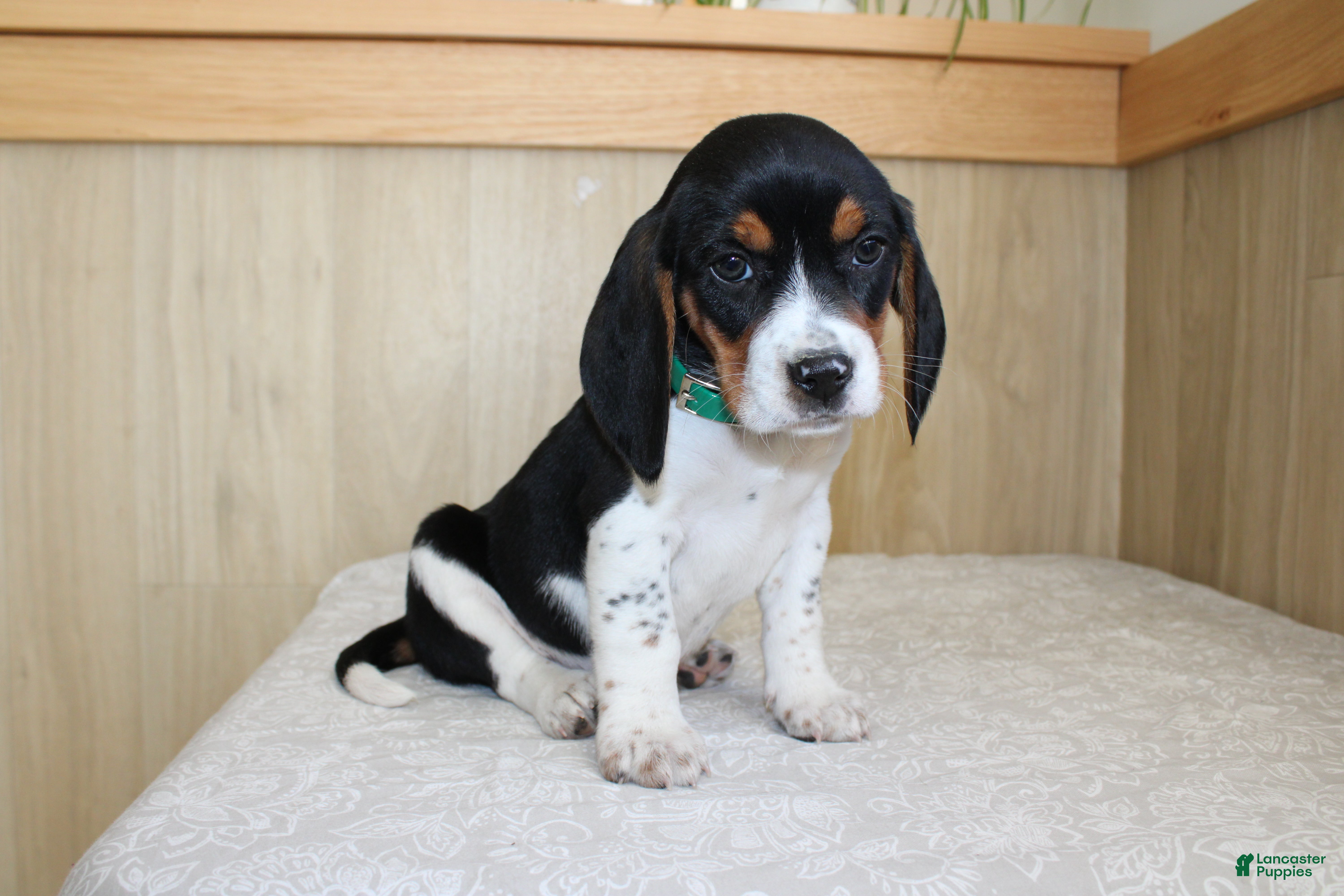 Beagle dogs Vernon - Ad 1