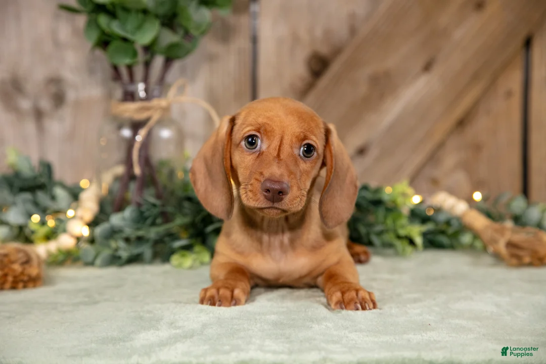 Miniature Dachshund dogs for sale: Archie - Ad 1