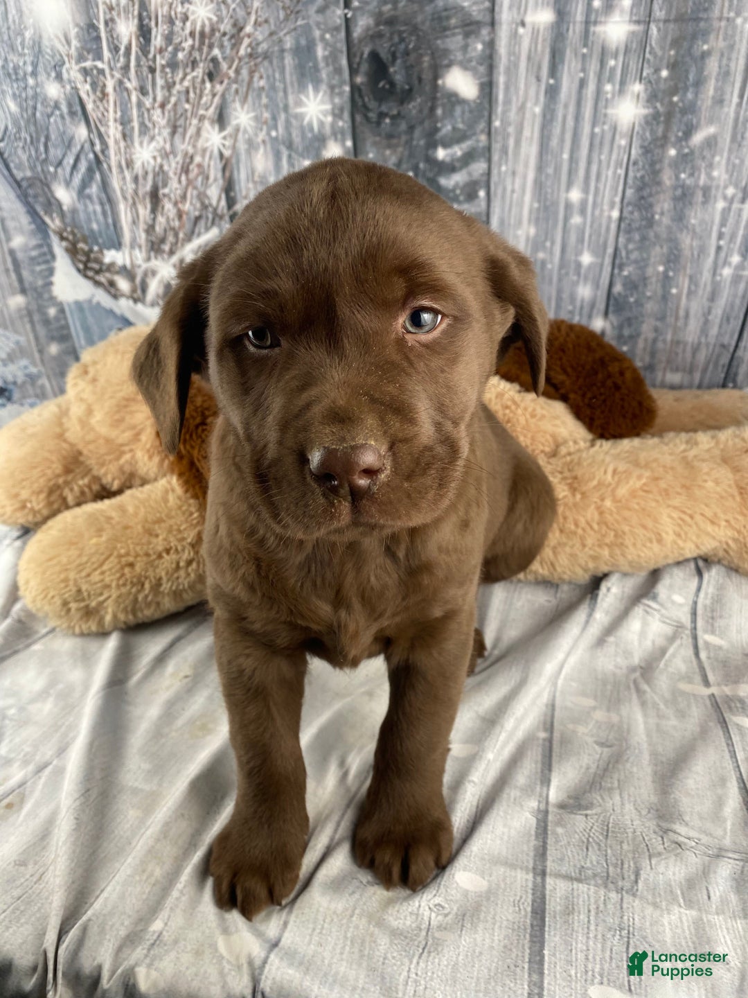 Labrador Retriever dogs for sale: Ava - Ad 8