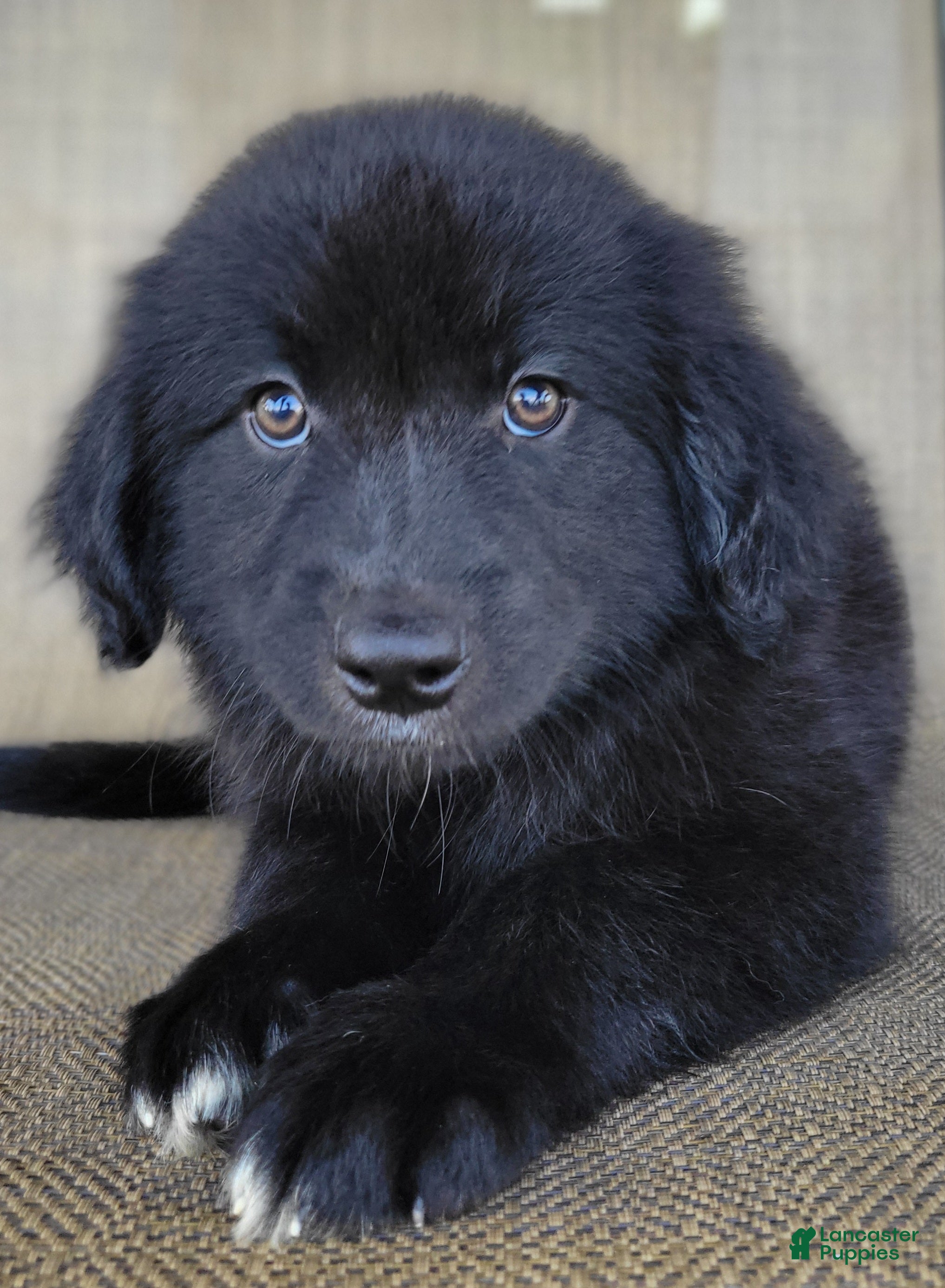 Australian Shepherd dogs Bear  - Ad 1