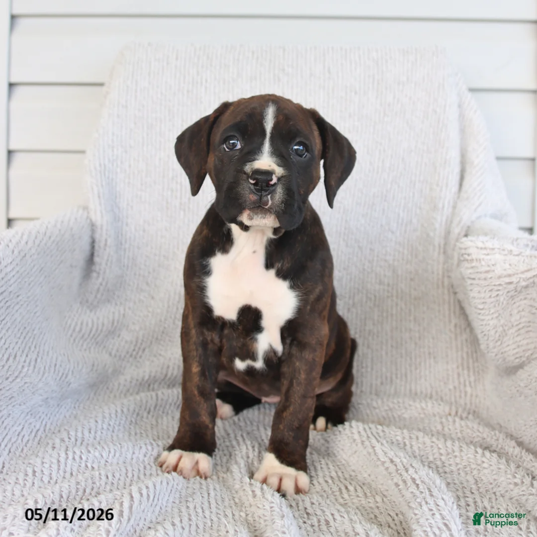 Boxer dogs for sale: Raven - Ad 2