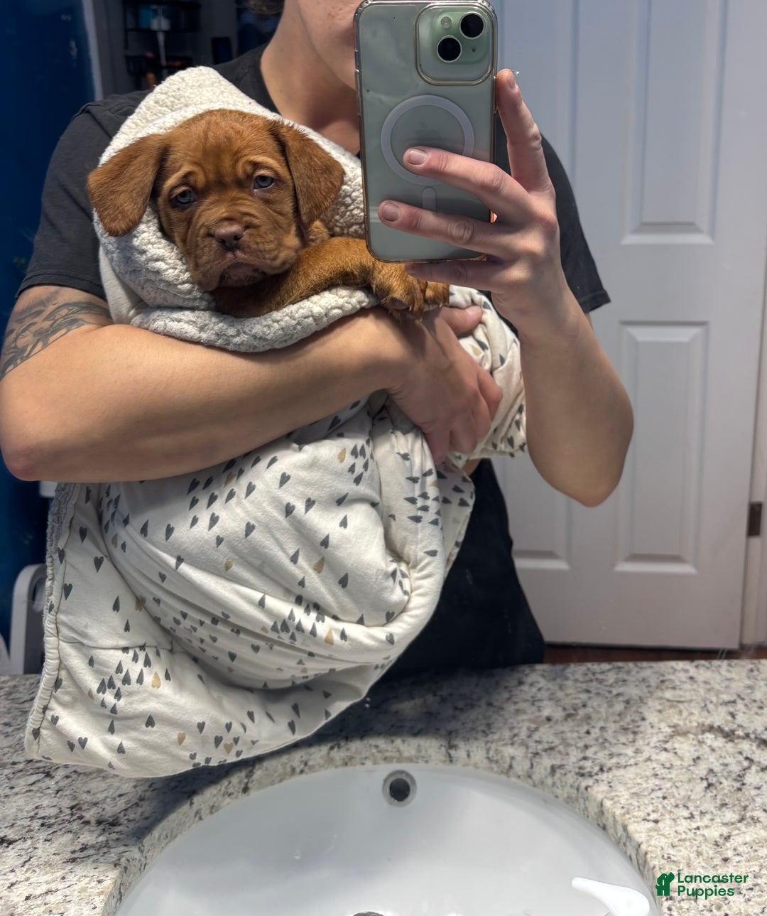 Dogue De Bordeaux dogs for sale: Dogue De Bordeaux Puppy 5 - Ad 4
