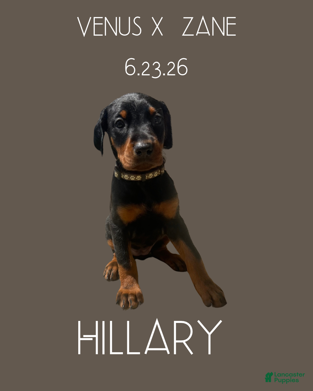 Doberman Pinscher dogs Doberman Pinscher 7 - Ad 2