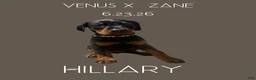 Doberman Pinscher dogs for sale: Doberman Pinscher 7 - Ad 2