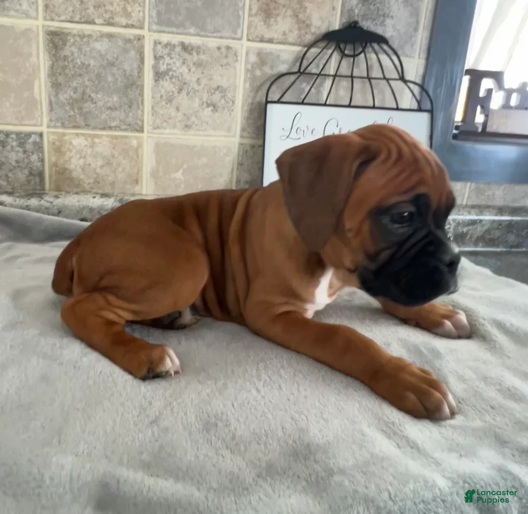 Boxer dogs for sale: Lilly - Ad 4