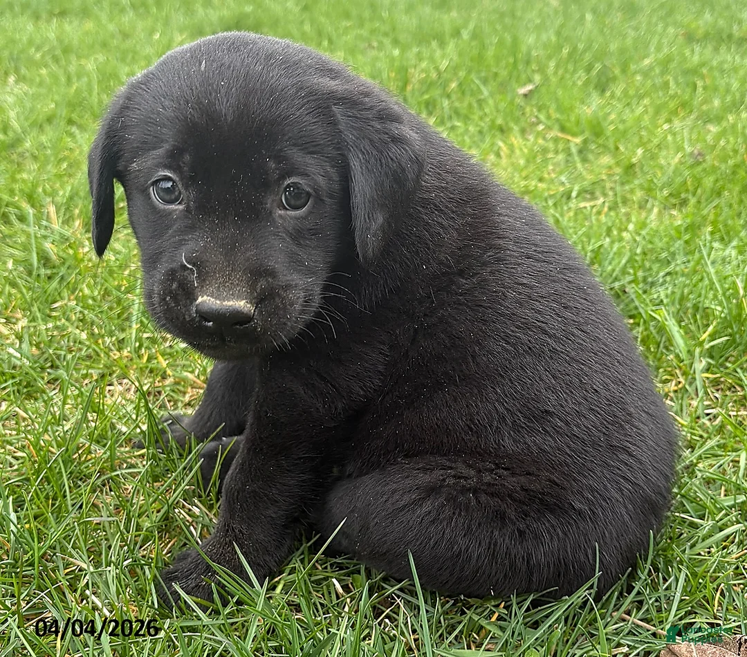 Labrador Retriever dogs for sale: Gypsy - Ad 1