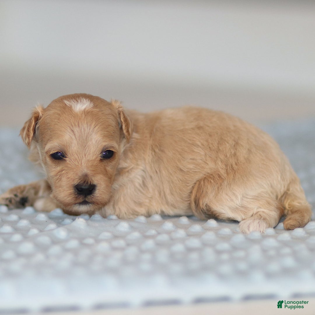 Maltipoo dogs for sale: Tucker - Ad 7