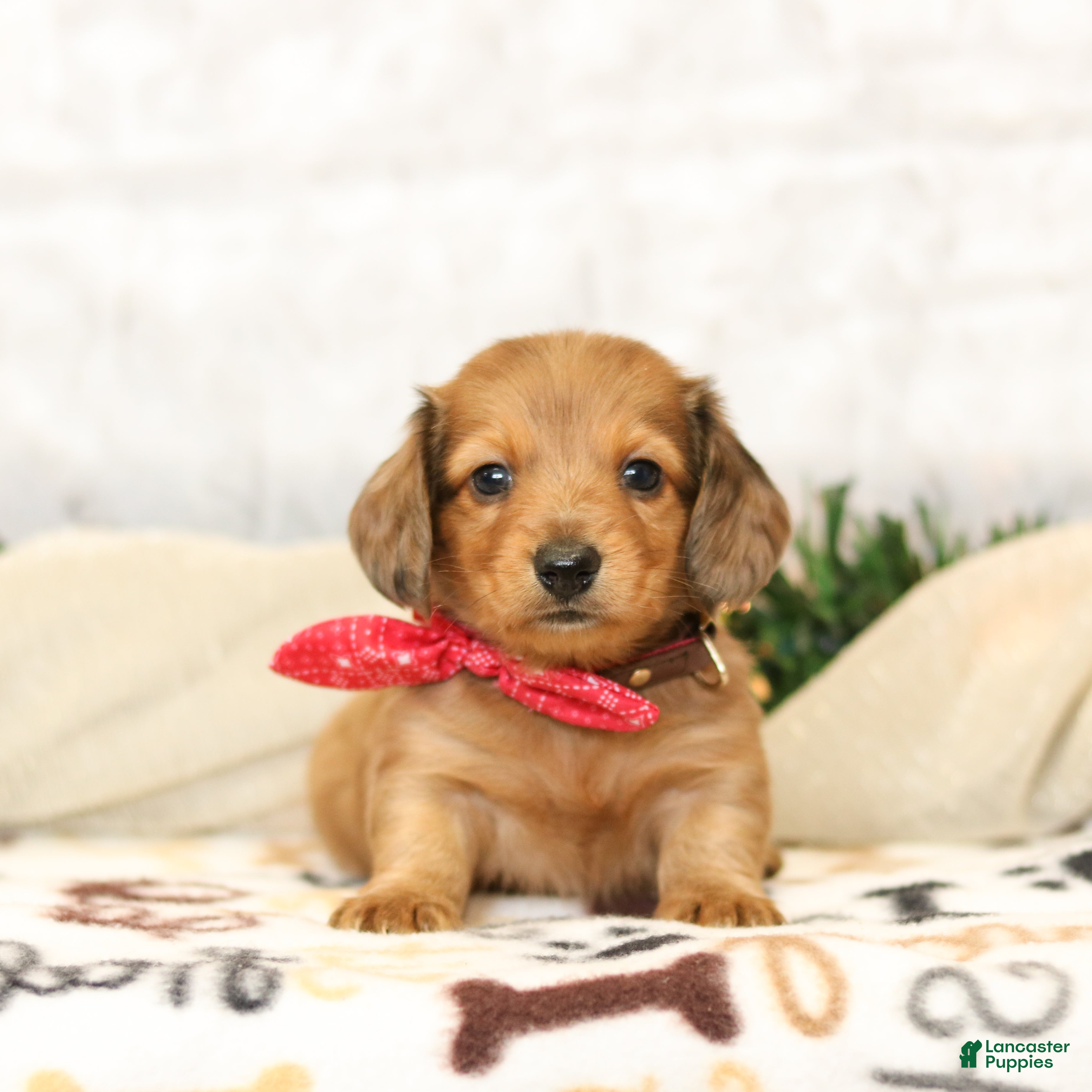 Miniature Dachshund dogs Juliet - Ad 14