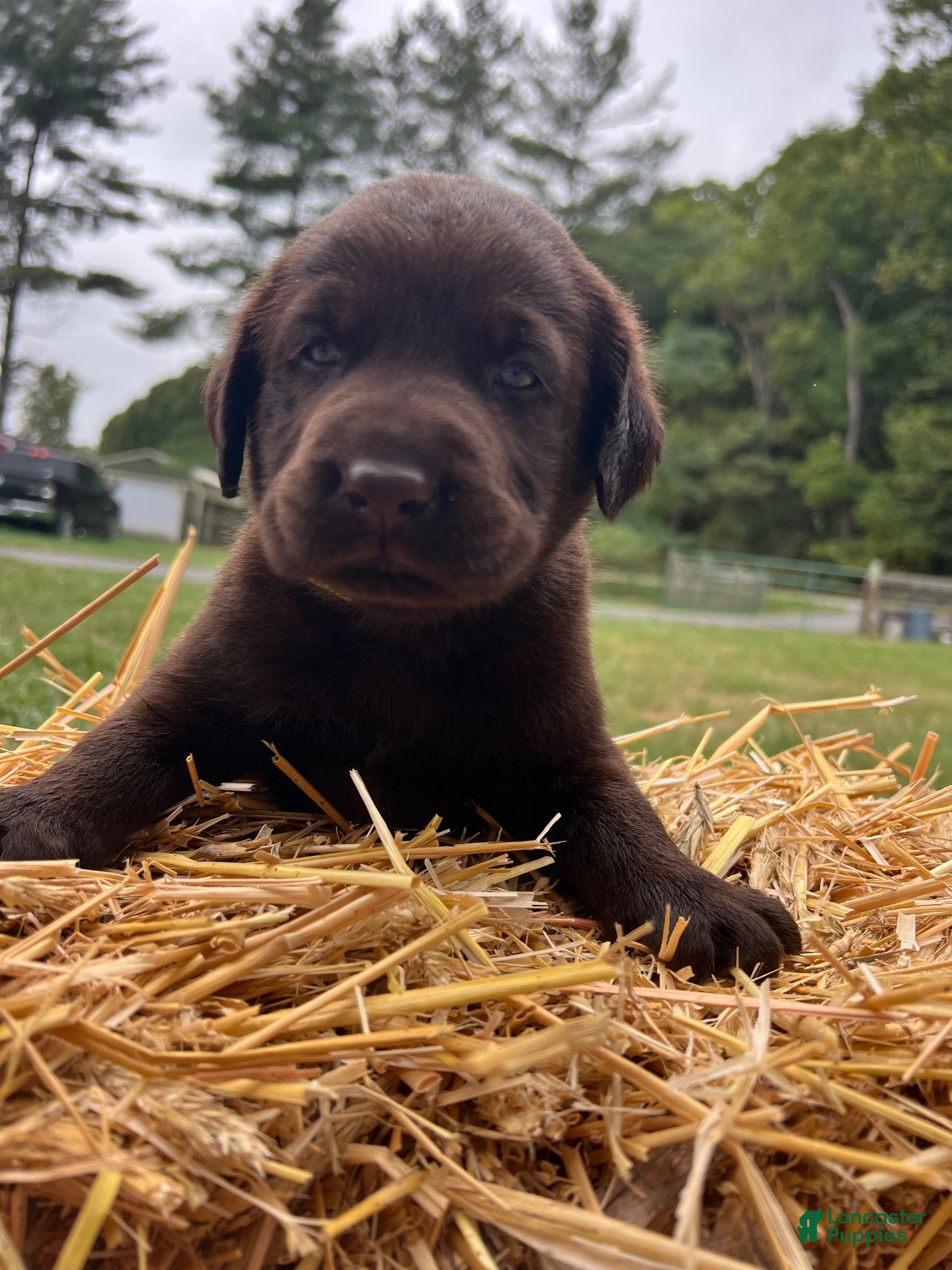Labrador Retriever dogs Labrador Retriever 1 - Ad 2