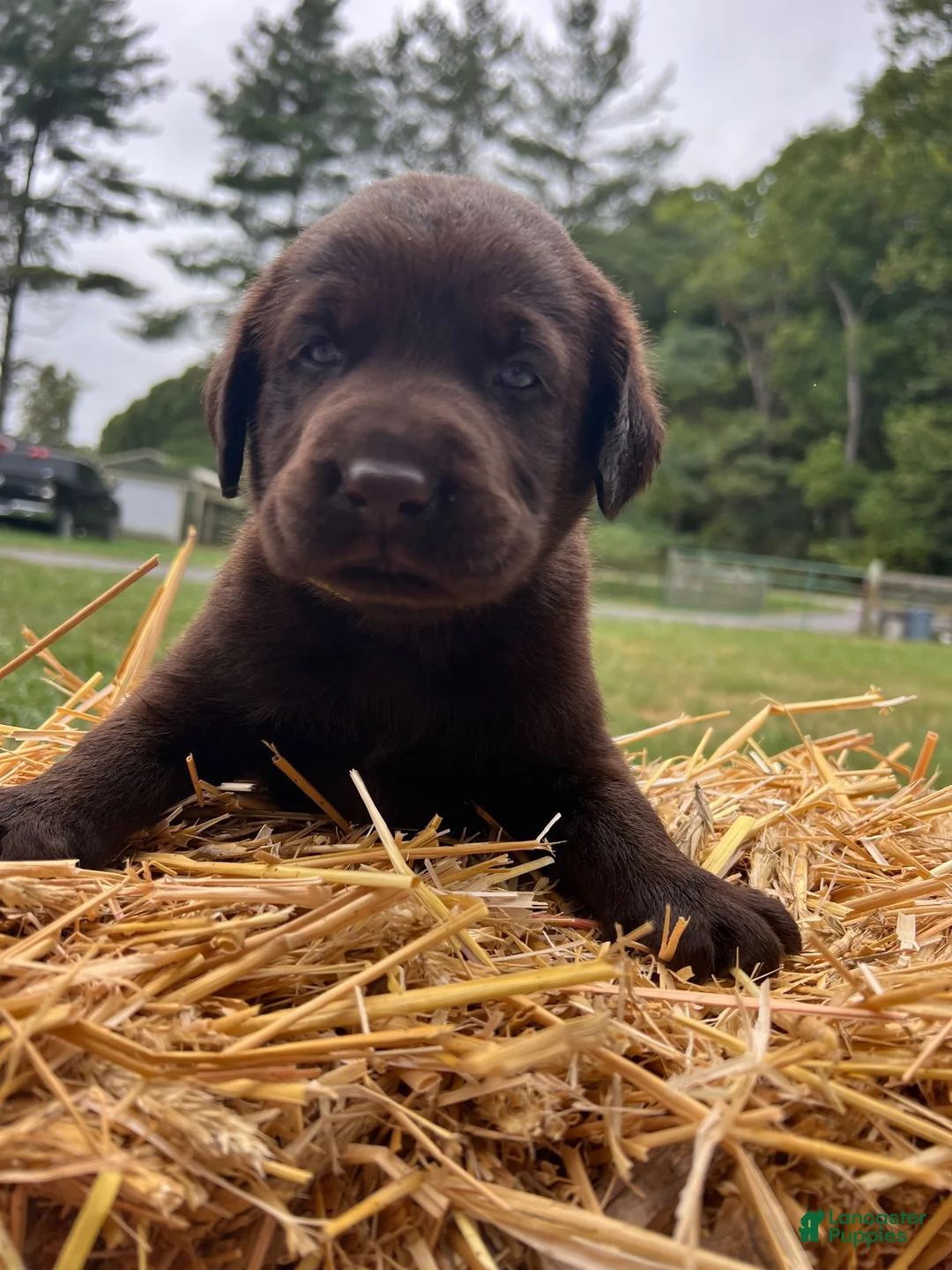 Labrador Retriever dogs for sale: Labrador Retriever 1 - Ad 2