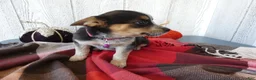 Australian Cattle Dog dogs for sale: Australian Cattle Dog 7 Lynette - Ad 8
