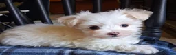 Maltese dogs for sale: Zeb - Ad 2