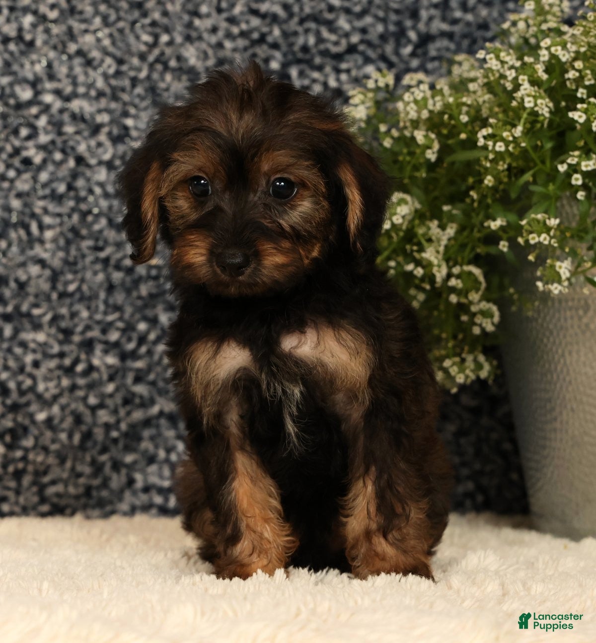Yorkiepoo dogs Urban - Ad 2