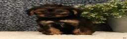 Yorkiepoo dogs for sale: Urban - Ad 2