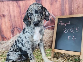 Catahoula Leopard Dog dogs Angel 2025 Female 4 - Ad 37
