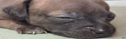 Chihuahua dogs for sale: Chihuahua 2 mork - Ad 8