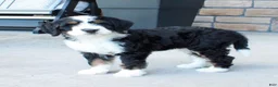 Bernedoodle dogs for sale: Willow - Ad 4