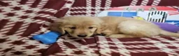 Golden Retriever dogs for sale: Betsy Blue (F) - Ad 4