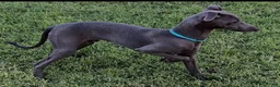 Italian Greyhound dogs for sale: Ace - Ad 4