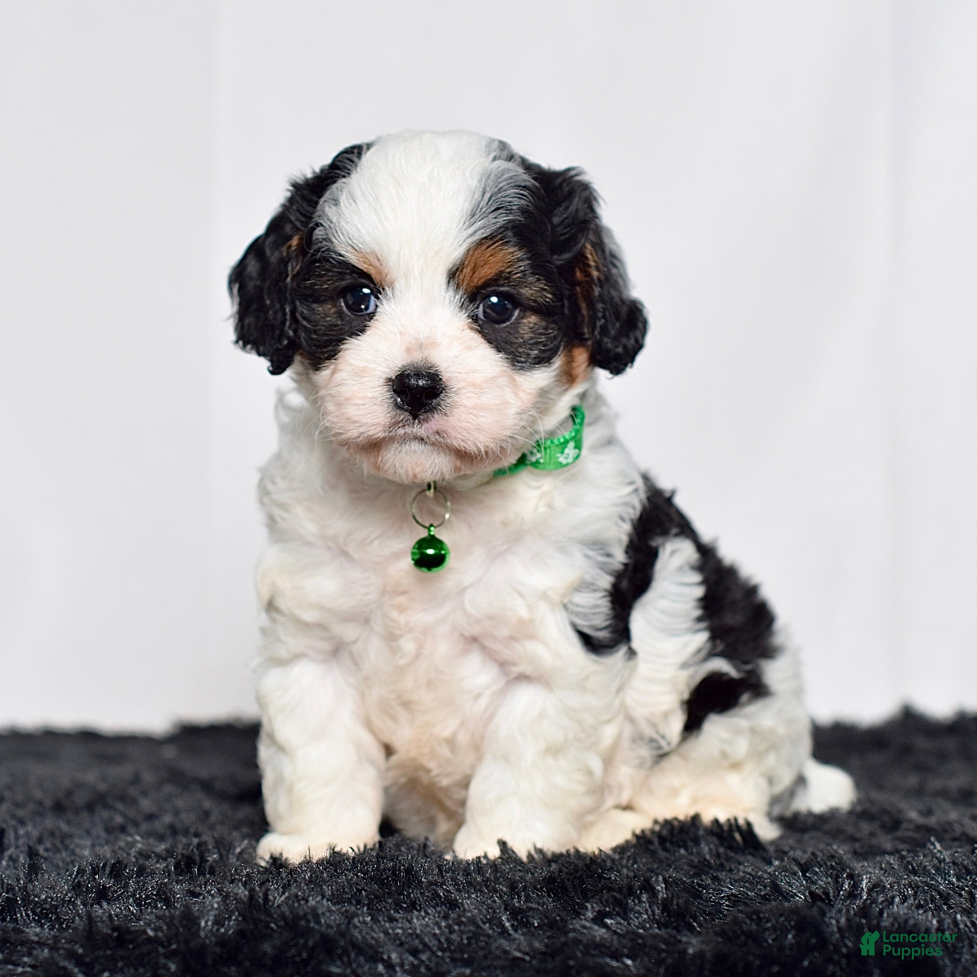 Cavapoo dogs Mr. Dallas - Ad 1