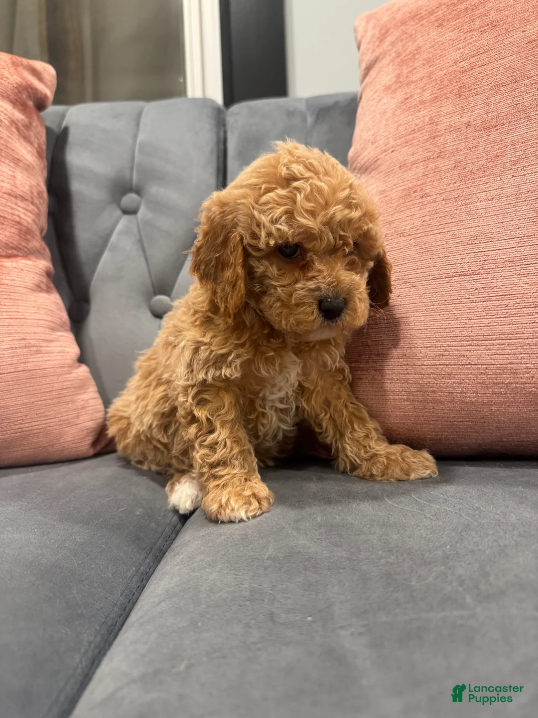 Cavapoo dogs for sale: Kali - Ad 2
