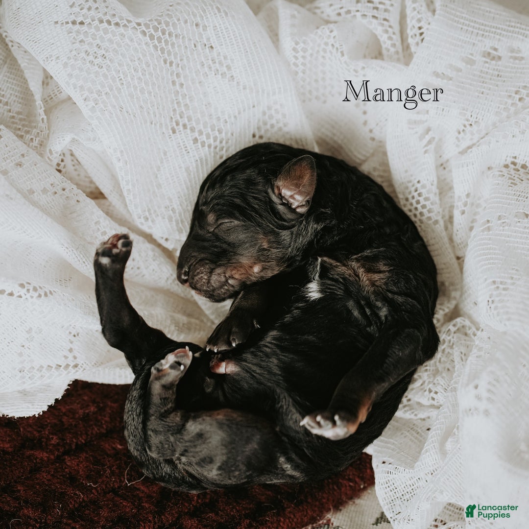 Standard Poodle dogs for sale: Manger - Ad 1