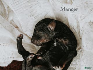 Standard Poodle dogs Manger - Ad 18