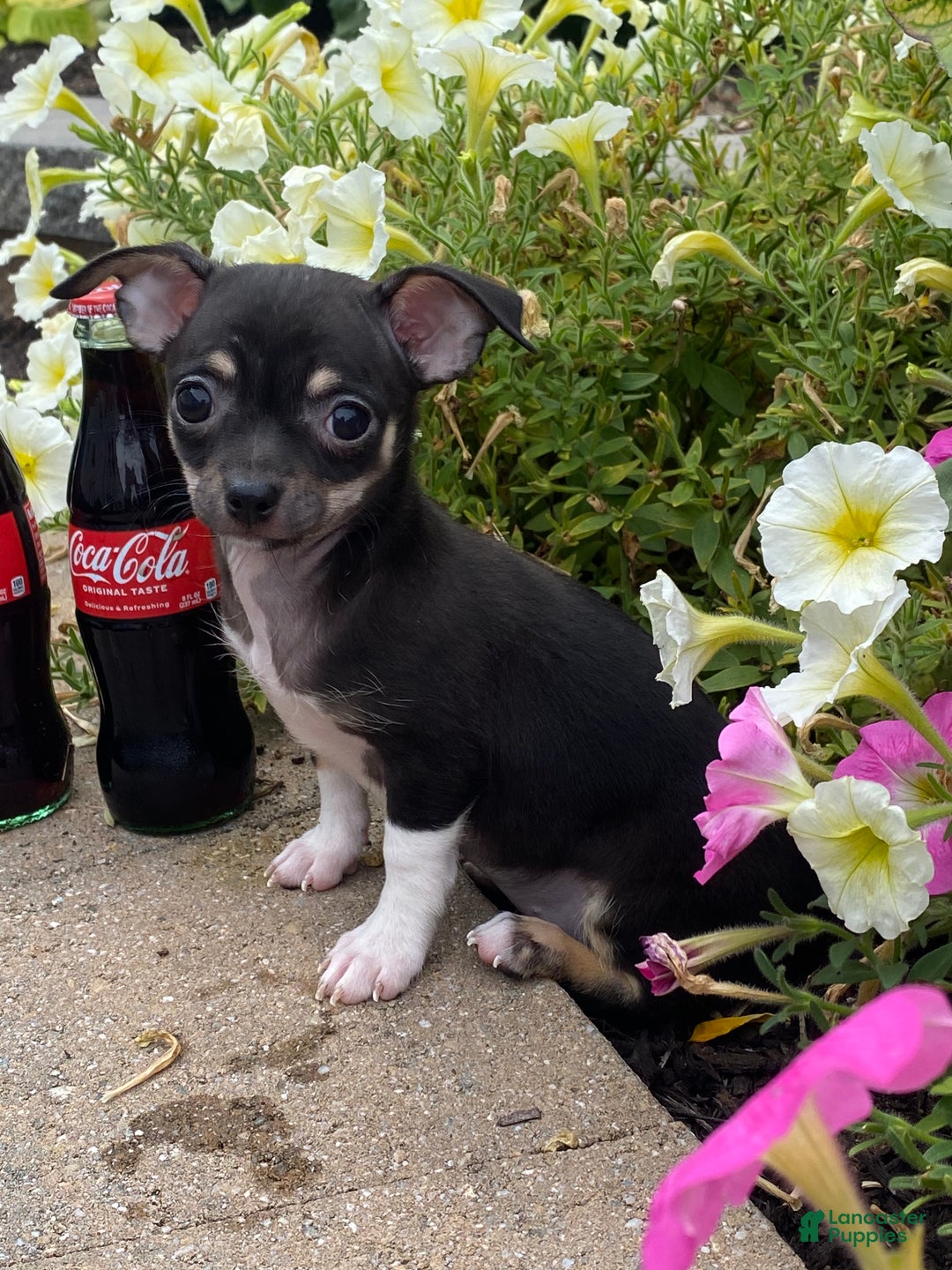 Chihuahua dogs for sale: Foxy  - Ad 3