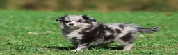 Mixed Breed dogs for sale: Fetch - Ad 5