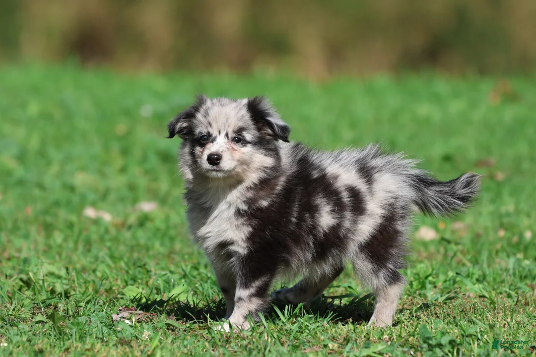 Mixed Breed dogs for sale: Fetch - Ad 5