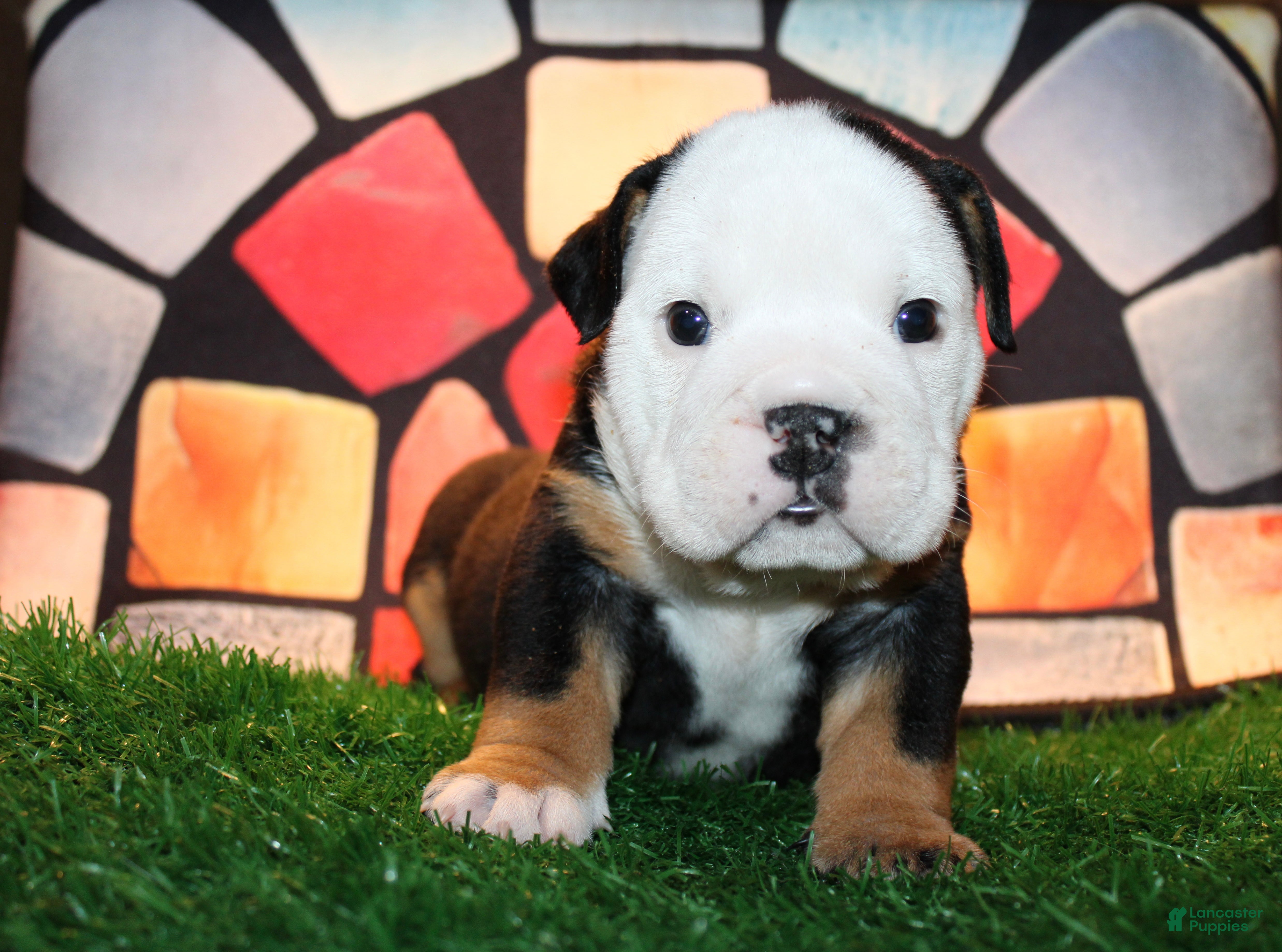 English Bulldog dogs Pokerface - Ad 34