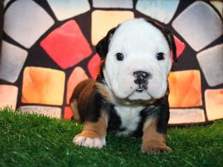 English Bulldog dogs Pokerface - Ad 21