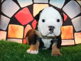 English Bulldog dogs Pokerface - Ad 20