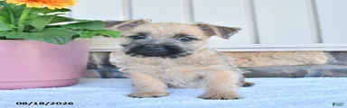 Marco