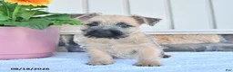 Cairn Terrier dogs for sale: Marco - Ad 1