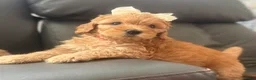 Mixed Breed dogs for sale: Lexie - Ad 4