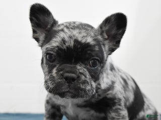 French Bulldog dogs - Ad 35