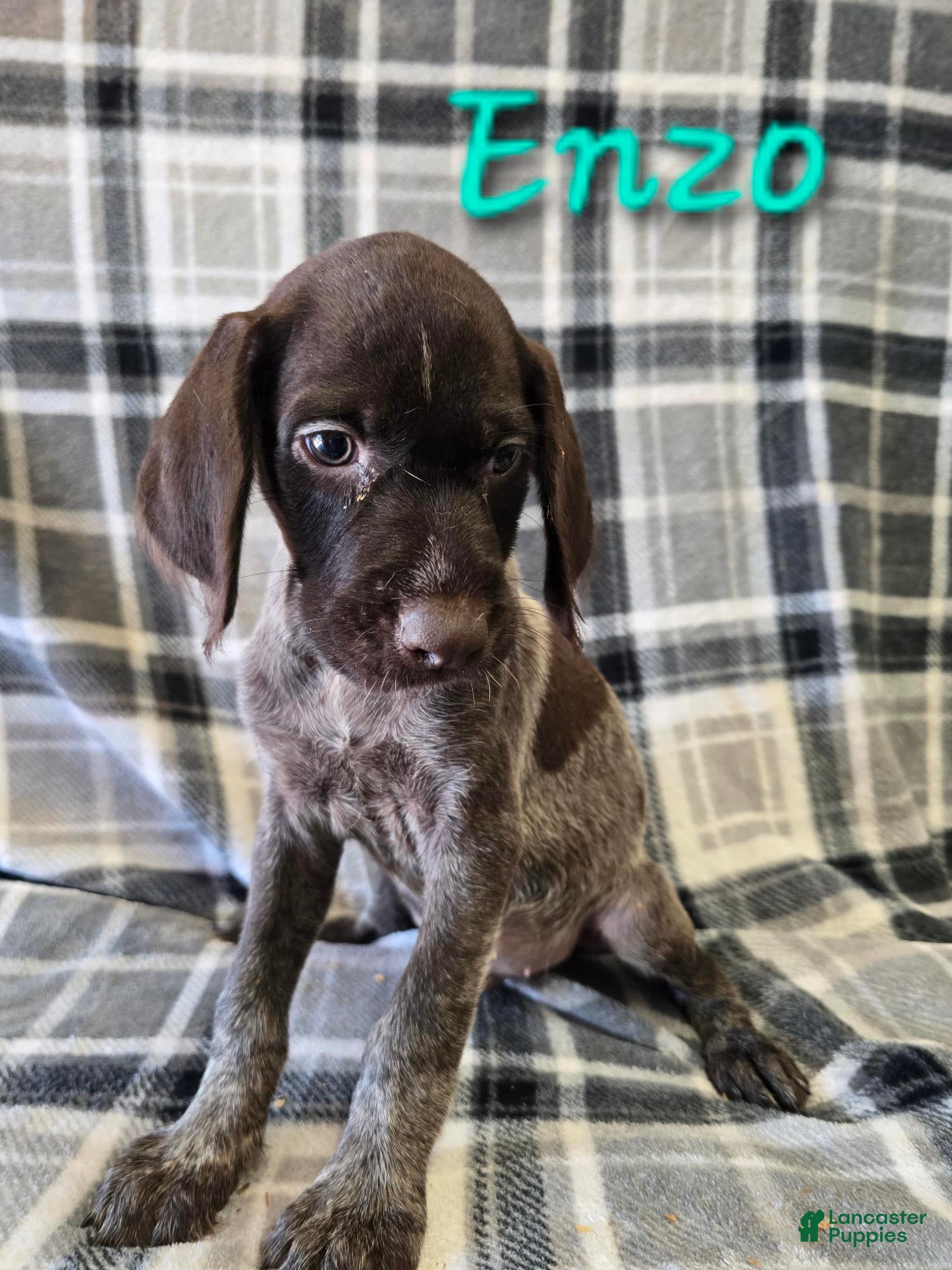 German Wirehaired Pointer dogs ENZO - Ad 6