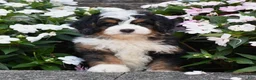 Mini Bernedoodle dogs for sale: Bear  - Ad 2